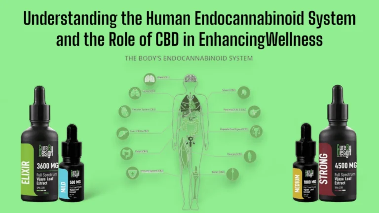 Understanding the Human Endocannabinoid System and the Role of CBD in Enhancing Wellness