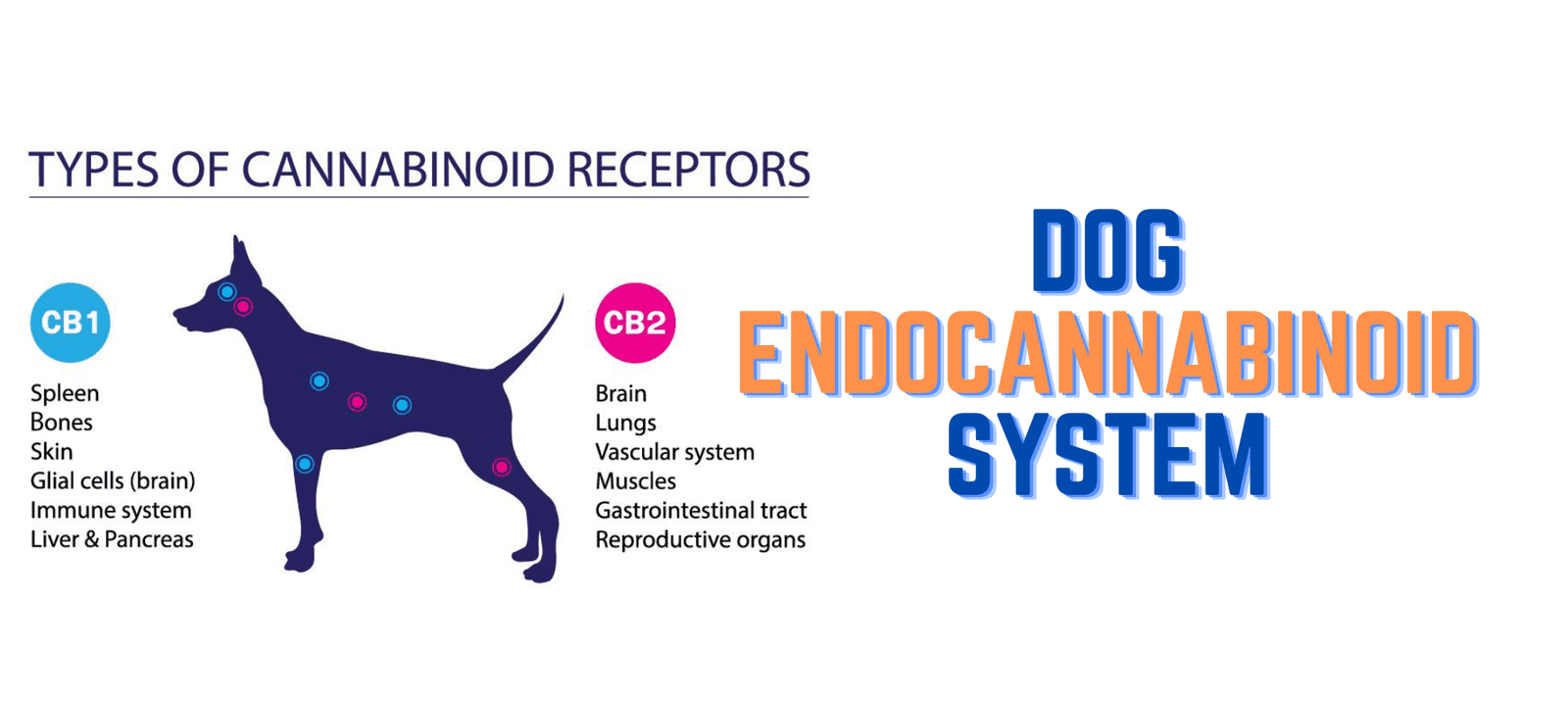 Dog Endocannabinoid System