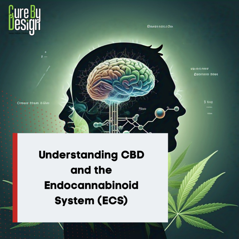 Understanding CBD and the Endocannabinoid System (ECS)