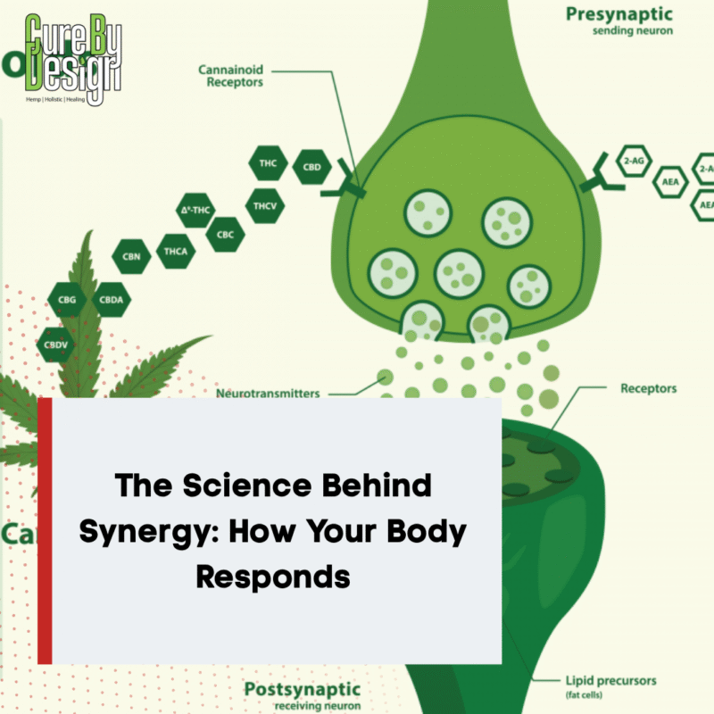 The Science Behind Synergy: How Your Body Responds