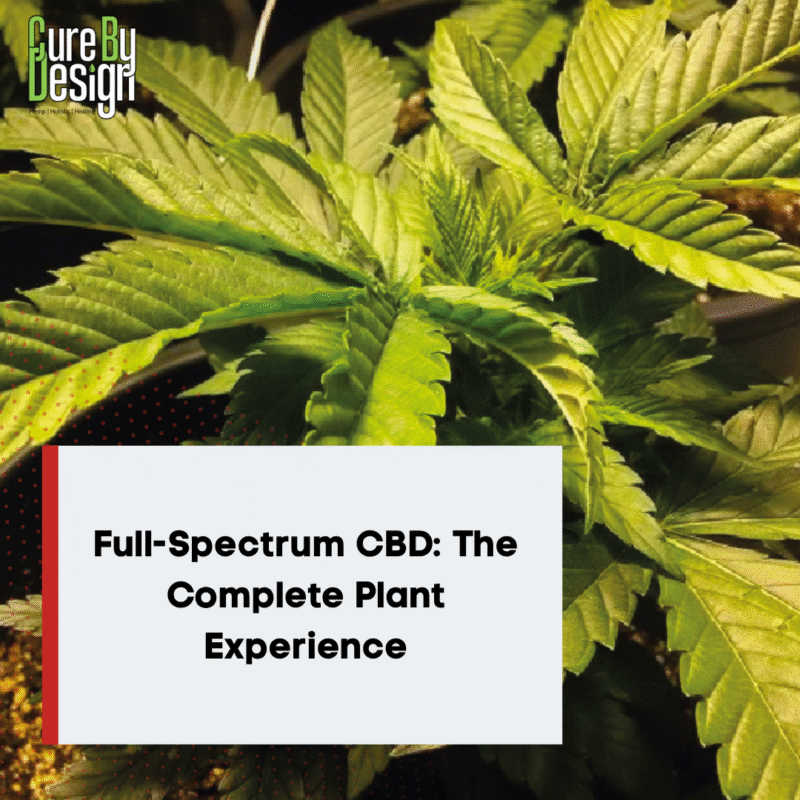 Full-Spectrum CBD: The Complete Plant Experience