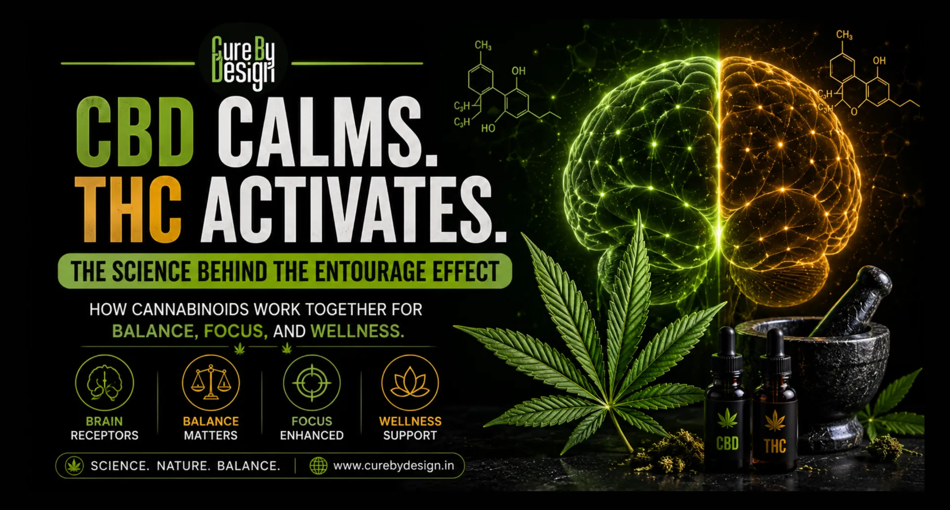 CBD and THC entourage effect illustration showing cannabinoids working together with the brain and endocannabinoid system for balance focus and wellness