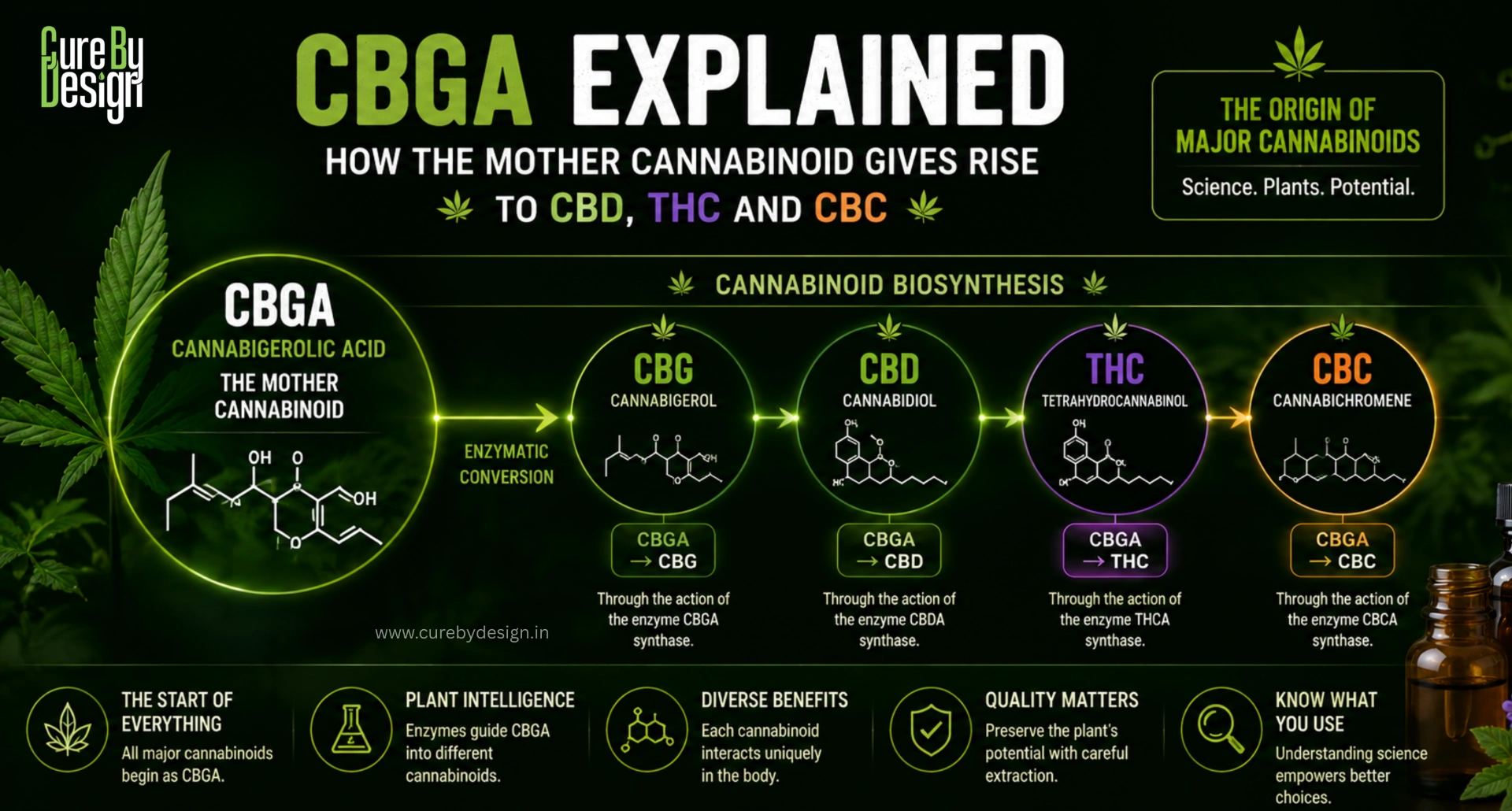 CBGA cannabigerolic acid cannabinoid biosynthesis pathway to CBG CBD THC and CBC