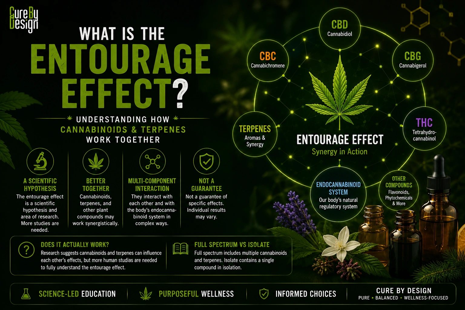 Entourage effect showing how cannabinoids and terpenes may work together