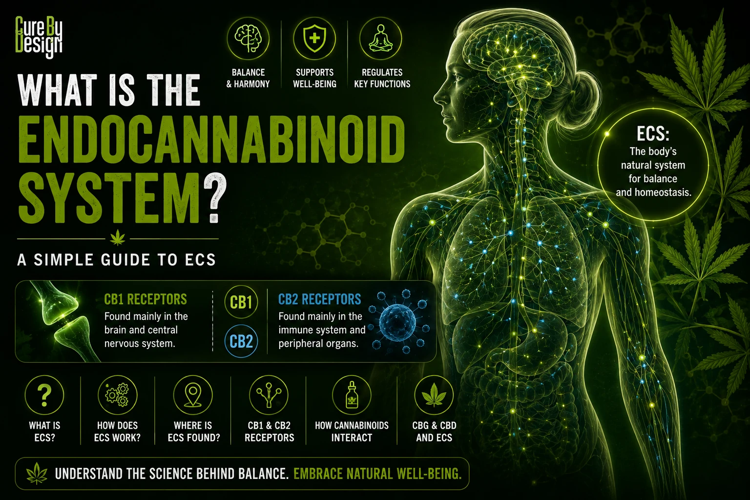 What is the endocannabinoid system showing CB1 and CB2 receptors